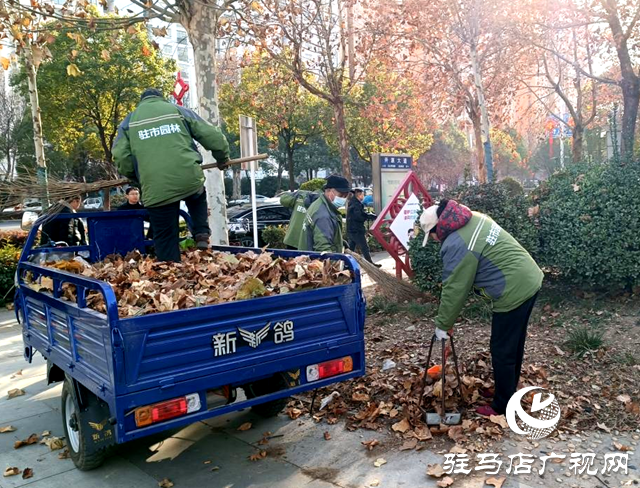 駐馬店：落葉紛飛滿(mǎn)地黃 園林工人清掃忙