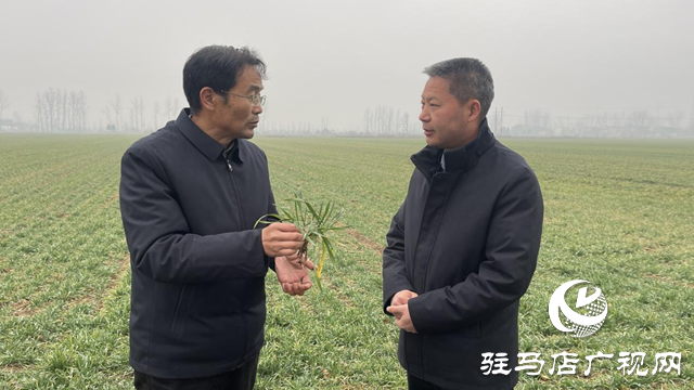 駐馬店：久旱逢甘霖 專家指導麥田管理