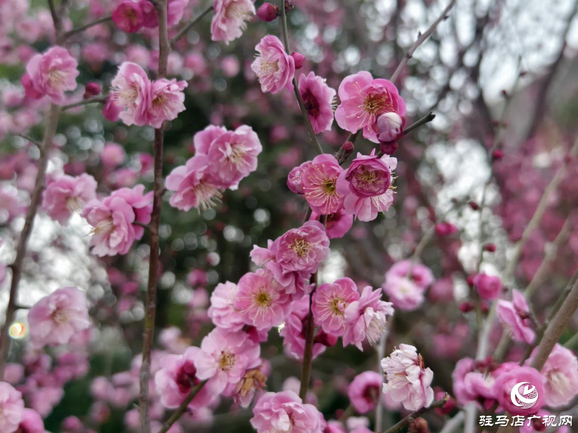 驛城區(qū)：梅花盛開俏枝頭 暗香浮動(dòng)春意濃