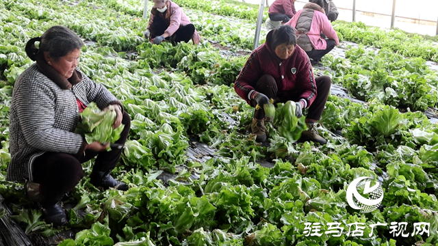 正陽縣熊寨鎮(zhèn)王樓村：“蔬”寫綠色致富路