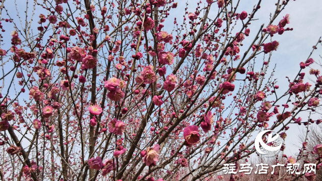 天中梅花基地：萬株梅綻 燃爆新春的網(wǎng)紅花海