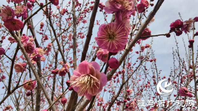 天中梅花基地：萬株梅綻 燃爆新春的網(wǎng)紅花海