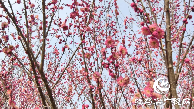 天中梅花基地：萬株梅綻 燃爆新春的網(wǎng)紅花海