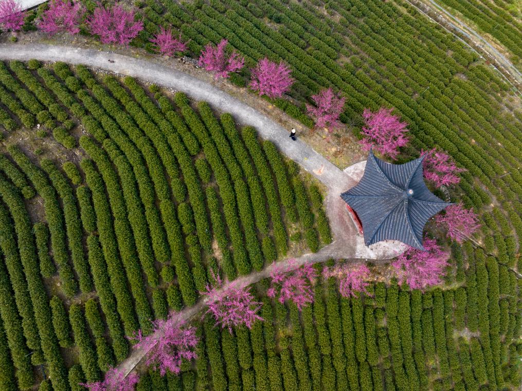 早春中國遇芳菲