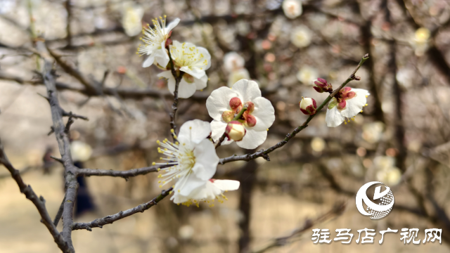 天中梅花基地：萬株梅綻 燃爆新春的網(wǎng)紅花海