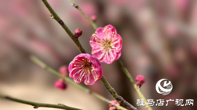 天中梅花基地：萬株梅綻 燃爆新春的網(wǎng)紅花海