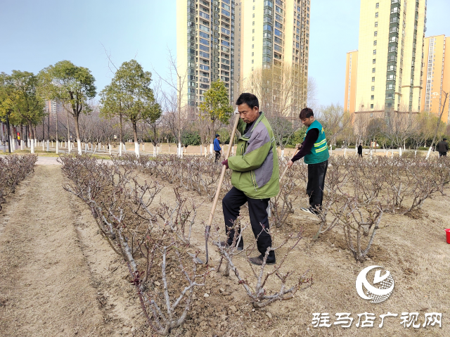 駐馬店開源公園：不負(fù)春季好時光 綠化養(yǎng)護正當(dāng)時