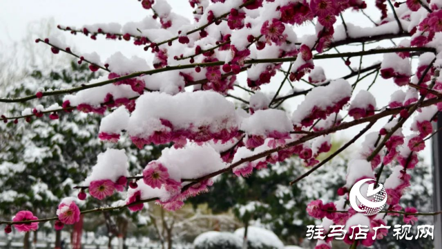 駐馬店雙龍公園：雪舞梅香 詩意盎然