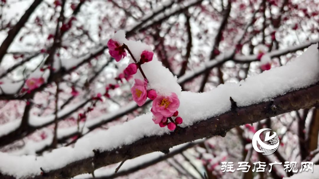 駐馬店雙龍公園：雪舞梅香 詩意盎然