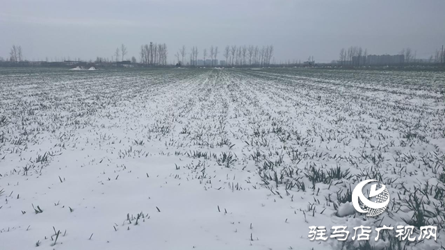 駐馬店：“及時(shí)雪”潤(rùn)澤萬(wàn)畝麥田 種糧大戶喜笑顏開(kāi)