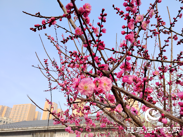 駐馬店開源公園：梅花綻放春意濃