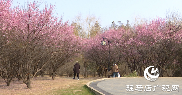 正陽縣：梅花競相綻放 踏青賞花正當(dāng)時(shí)