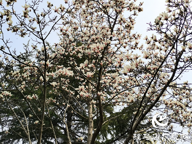 駐馬店：萬花競放引客醉