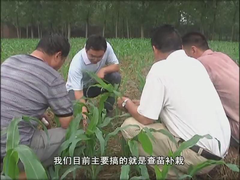 我市各地抓住雨后有利時機(jī) 及時開展以除草防病補(bǔ)苗為主的秋田管理